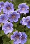 geranium2.gif (50713 bytes)