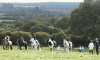 horses_judging1.gif (118128 bytes)