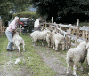 ram_escapes.gif (181569 bytes)