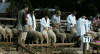 sheep_judge2.gif (166920 bytes)
