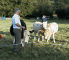 cowpatcomp.gif (155068 bytes)