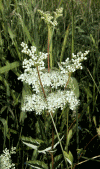 Meadowsweet
